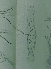 Golgi’s drawing of the tendon organ that now bears his name (from Opera Omnia).