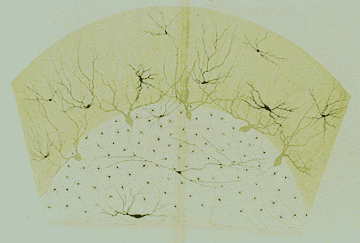 Human cerebellar cortex as drawn by Golgi (from the Opera Omnia).