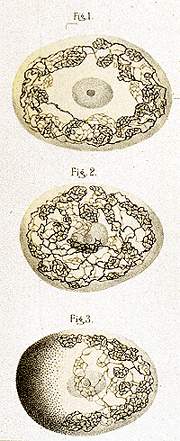 Golgi’s drawings of the “internal reticular apparatus”