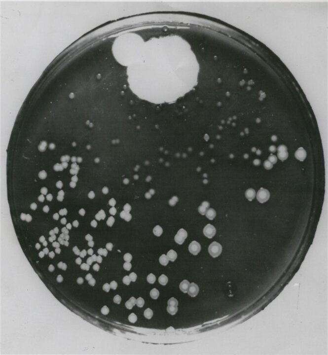 Penicillin plate