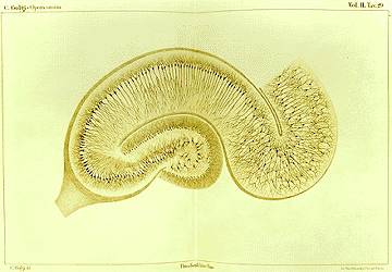 Golgi’s drawing of the hippocampus