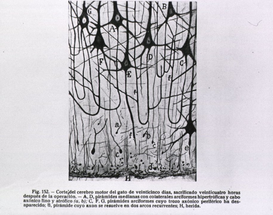 Pyramidal cells of the cerebral cortex of a cat