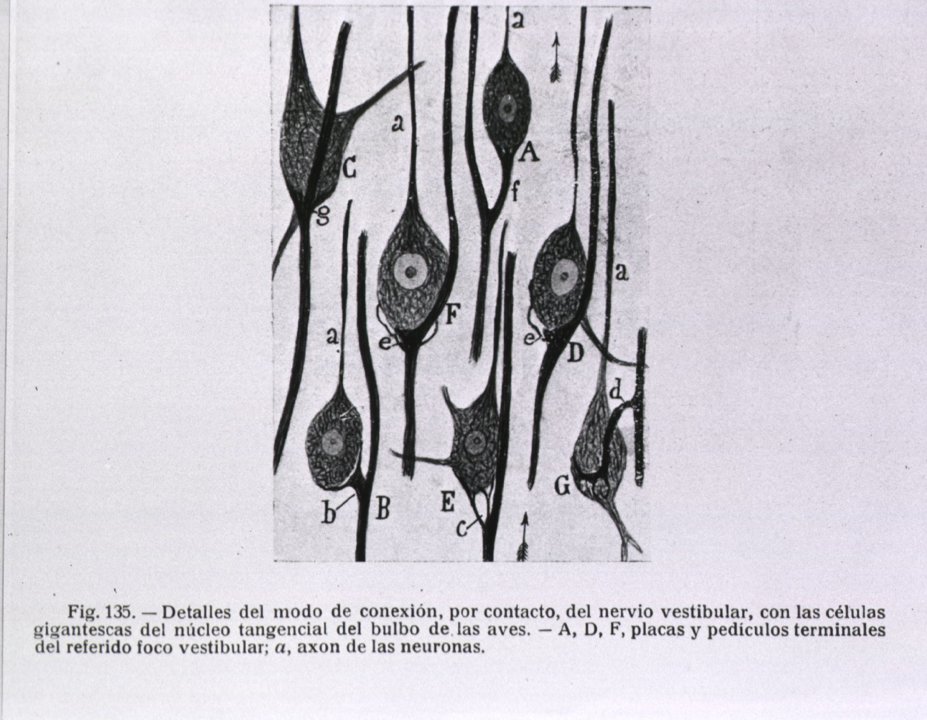 Detail of neural connections