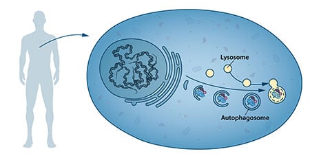 Autophagosome.