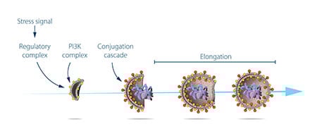 Stages of autophagosome formation