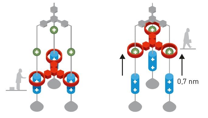 Illustration of a molecular lift